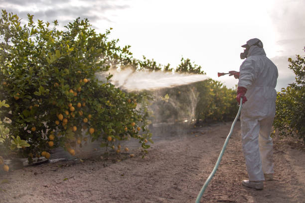 Best Termite Control Services  in Viola, IL
